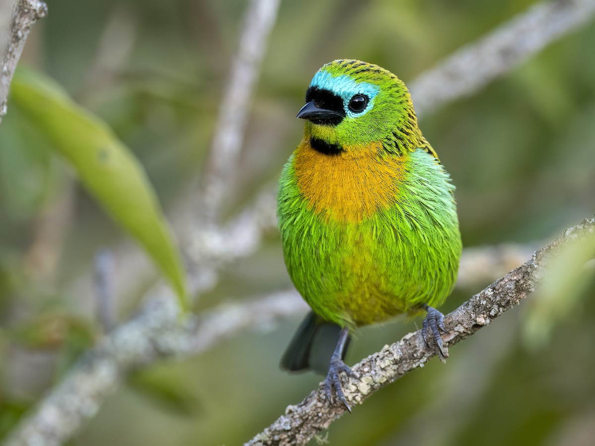 Brassy-breasted Tanager - ML589253721