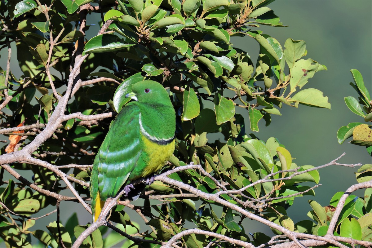 Cloven-feathered Dove - ML589259201