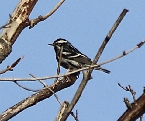 Black-and-white Warbler - ML589261611
