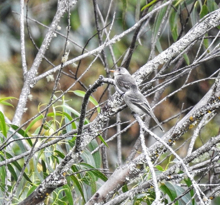 Gray-breasted Flycatcher - ML589264811