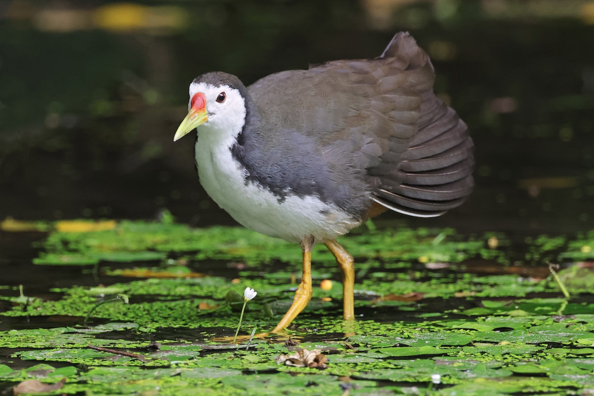 White-breasted Waterhen - Nathan Wall