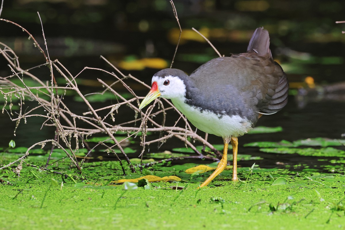 White-breasted Waterhen - Nathan Wall