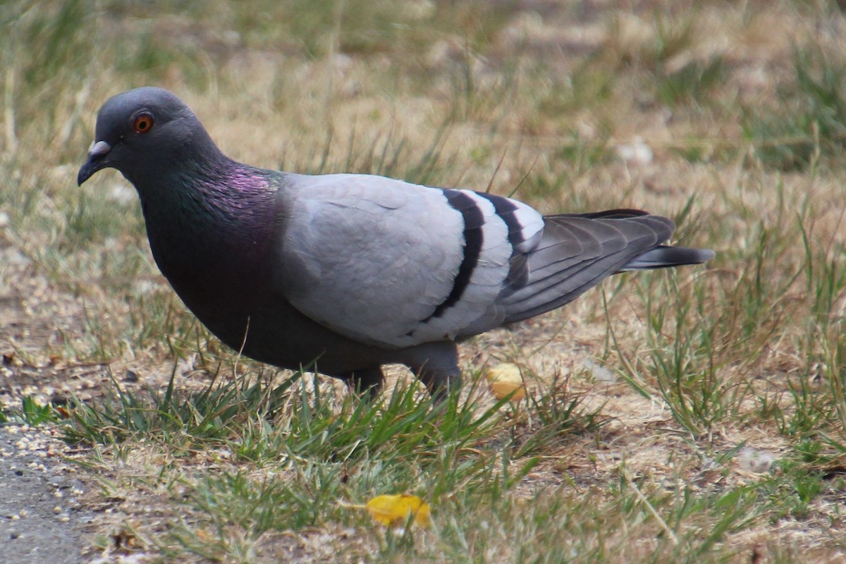 Rock Pigeon (Feral Pigeon) - ML589267881
