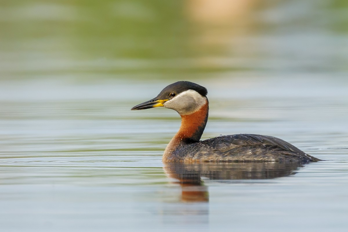 Red-necked Grebe - ML589271301