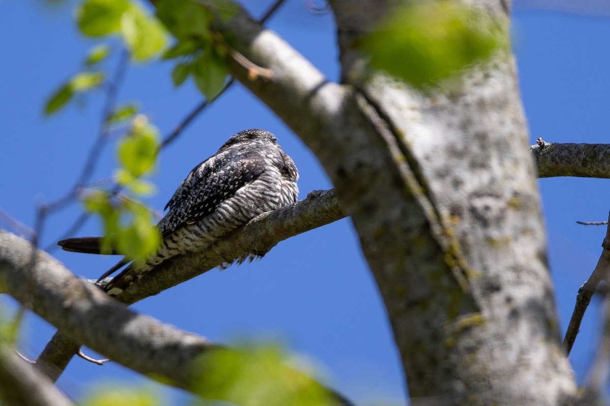 Common Nighthawk - André Turcot