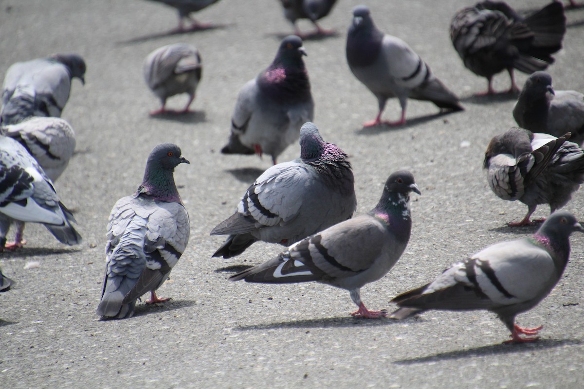 Rock Pigeon (Feral Pigeon) - ML589275011