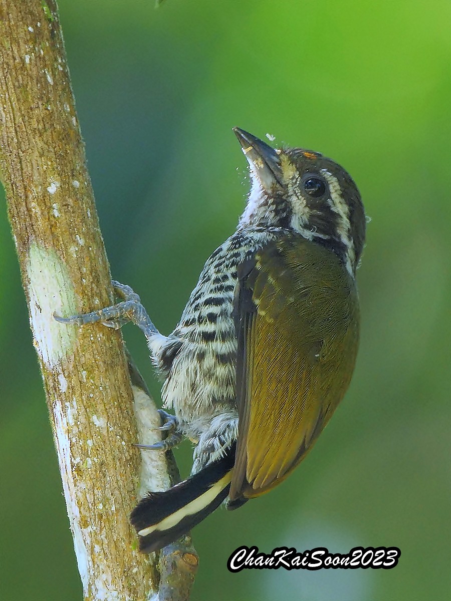Speckled Piculet - ML589282891
