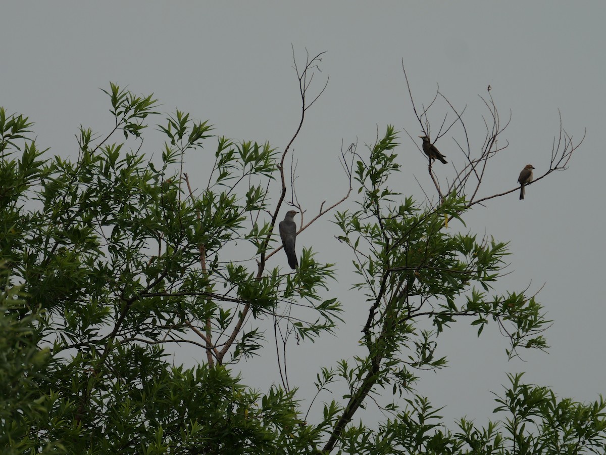 eBird Japan Checklist - 29 Jun 2023 - 東神楽町ひじり野近辺(ポン川～忠別川) - 11 species