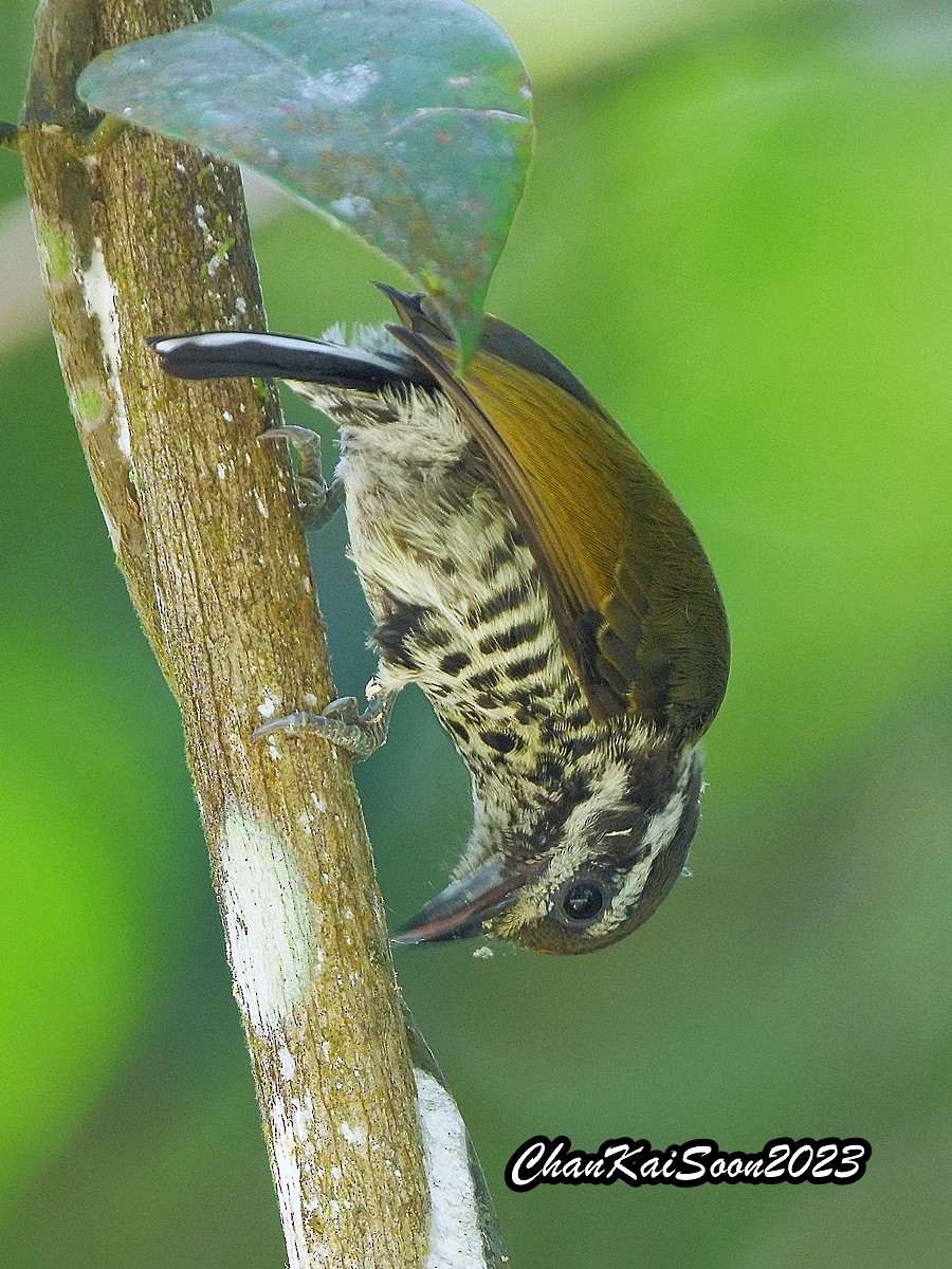 Speckled Piculet - ML589283161