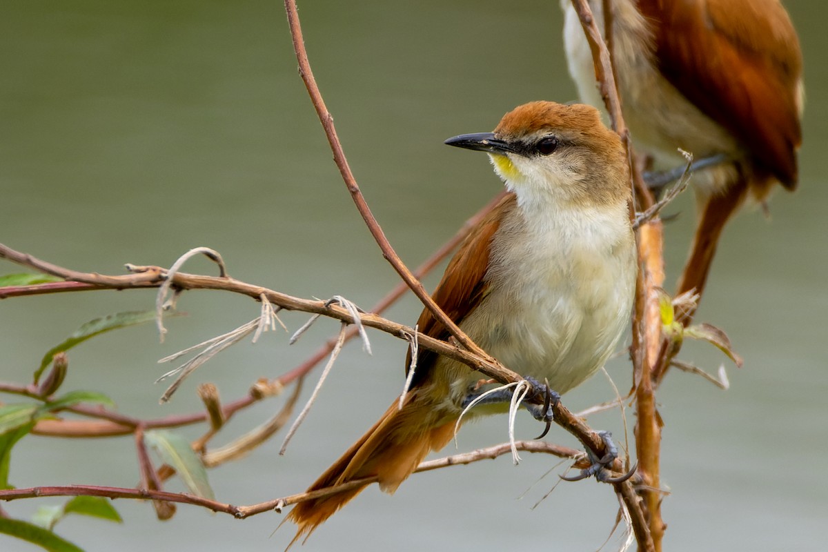 Yellow-chinned Spinetail - Stéphane Lair