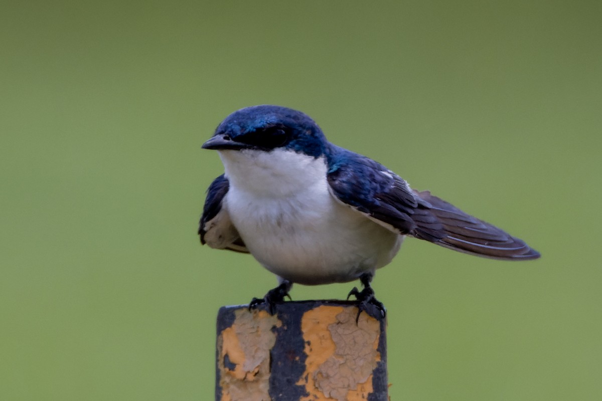 White-winged Swallow - Stéphane Lair