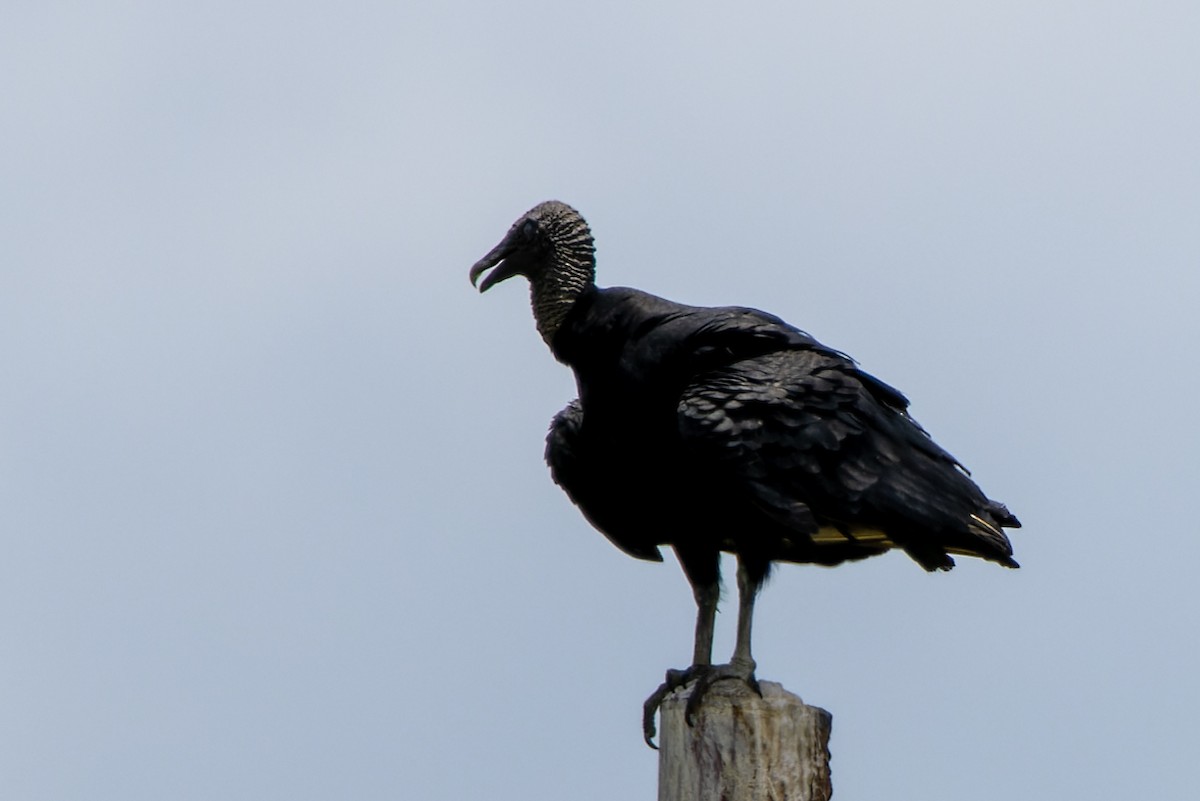 Black Vulture - ML589286101