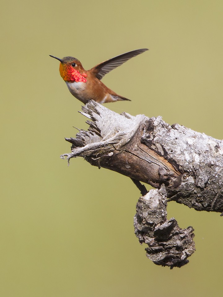 Rufous Hummingbird - ML58928801