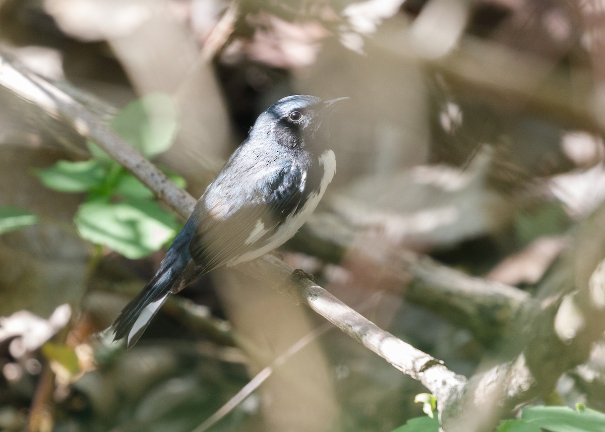 Black-throated Blue Warbler - Darren Clark
