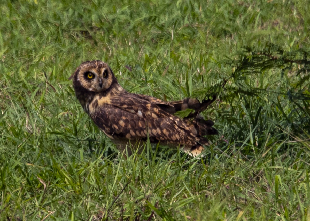 Short-eared Owl (Antillean) - ML589289011