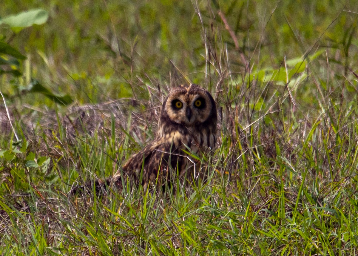 Short-eared Owl (Antillean) - ML589289021