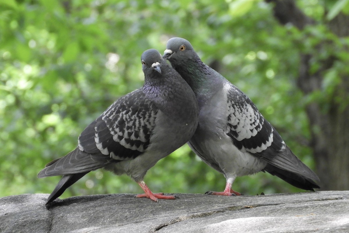 Rock Pigeon (Feral Pigeon) - Bobbie Elbert