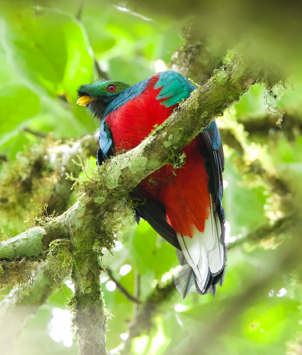 Crested Quetzal - Steve and Cyndi Routledge