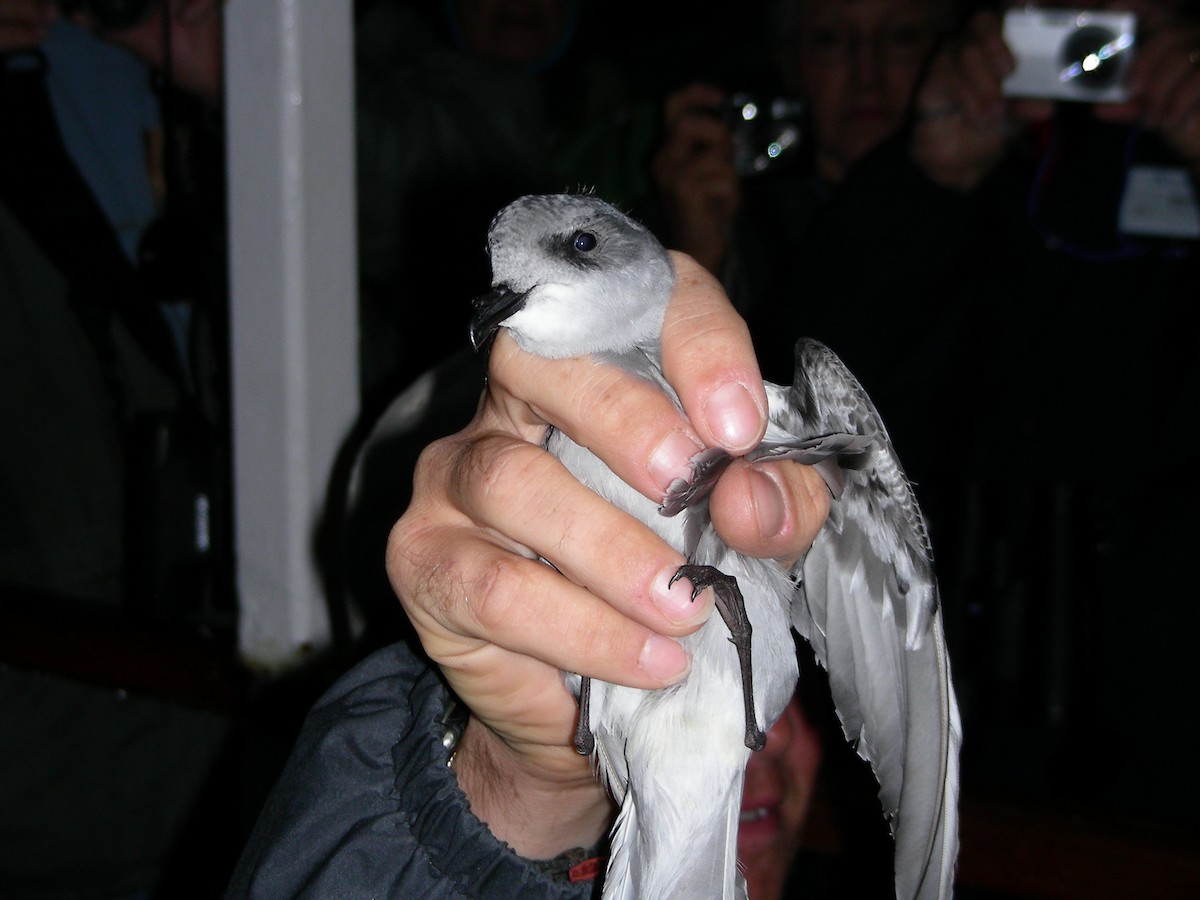Fork-tailed Storm-Petrel - ML589294481