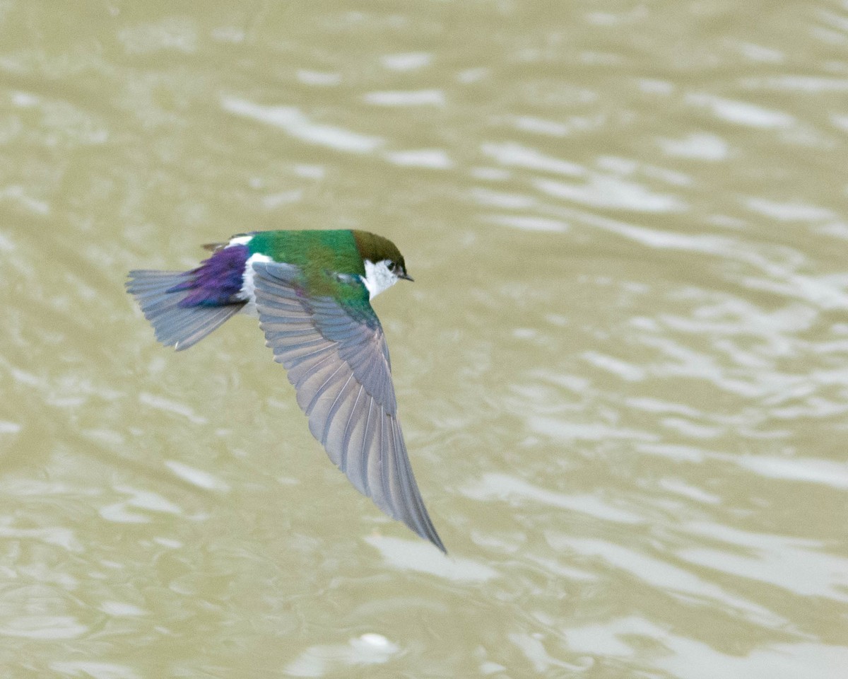 Violet-green Swallow - Becky O'Neill