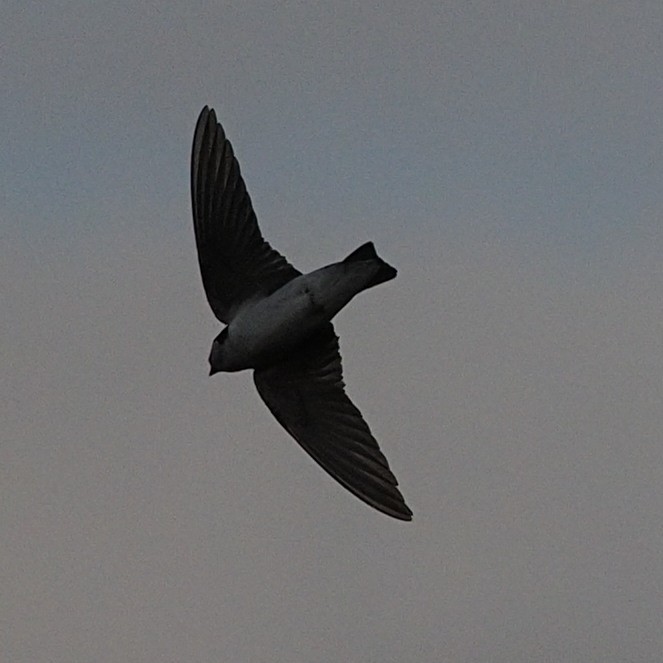 Violet-green Swallow - Milton Paul
