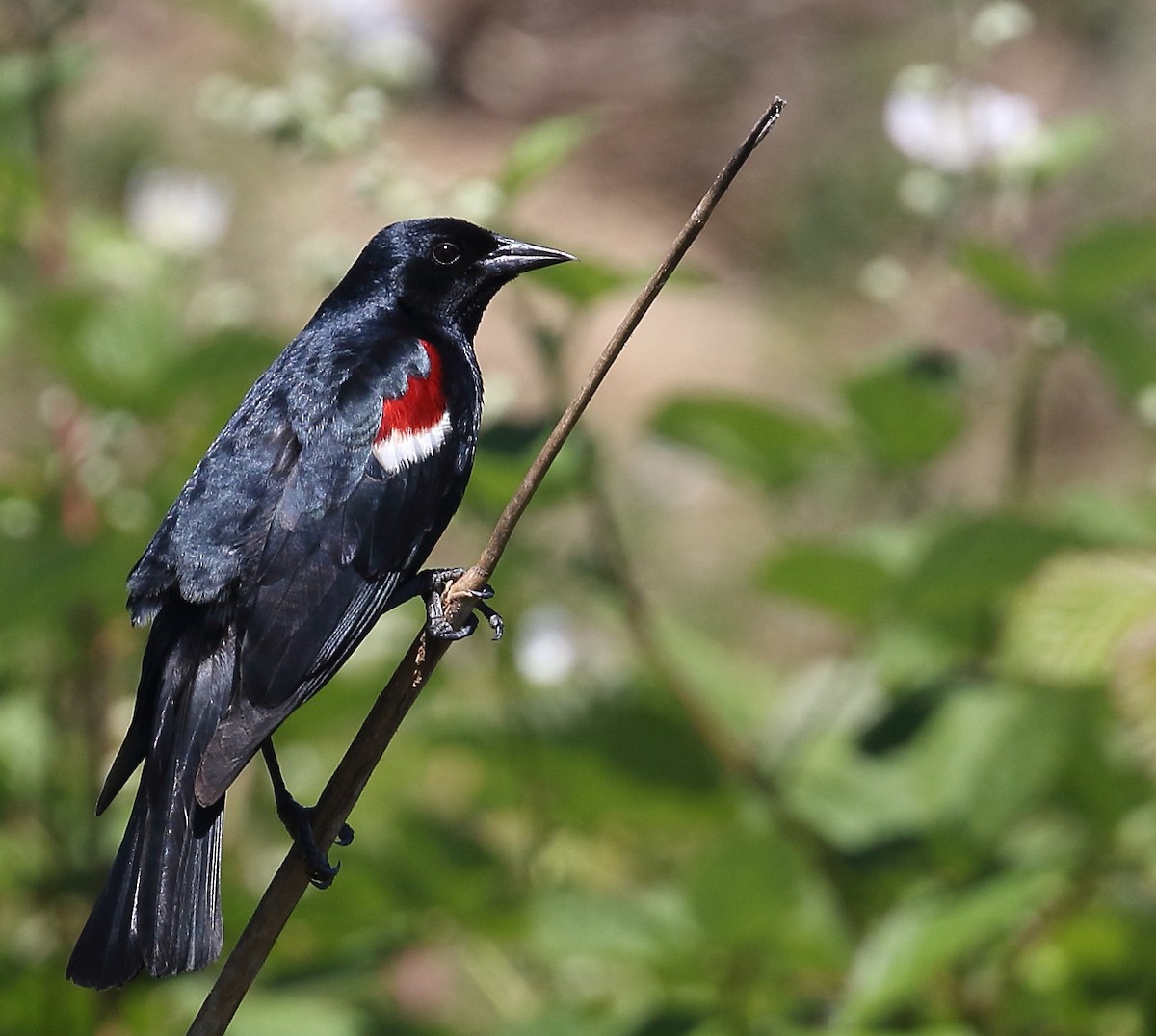 Tricolored Blackbird - Kent Leland