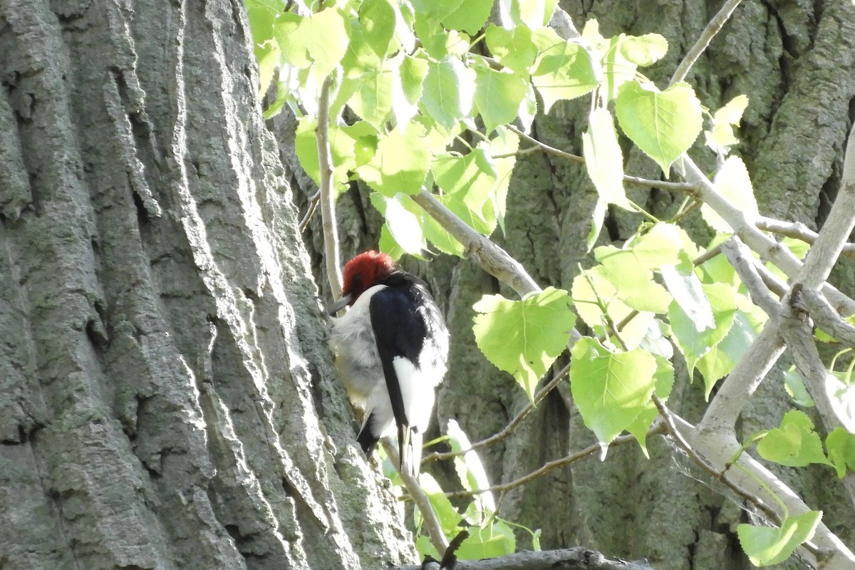 Red-headed Woodpecker - Bobbie Elbert