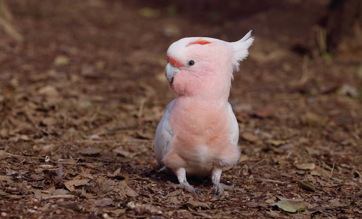 Pink Cockatoo - Elspeth M