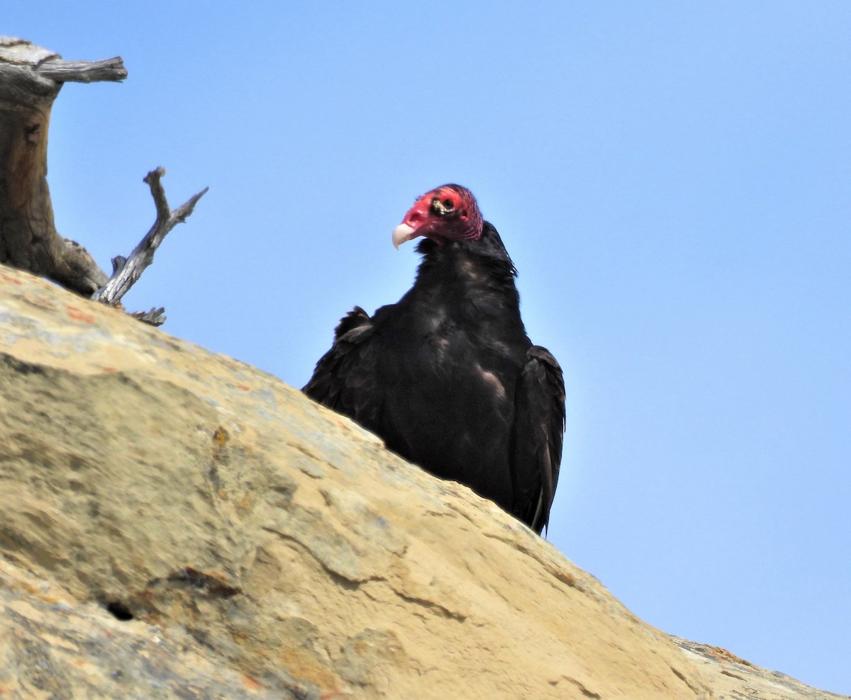 Turkey Vulture - ML589308111