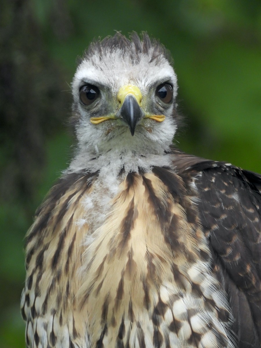 Red-tailed Hawk (calurus/alascensis) - ML589311581