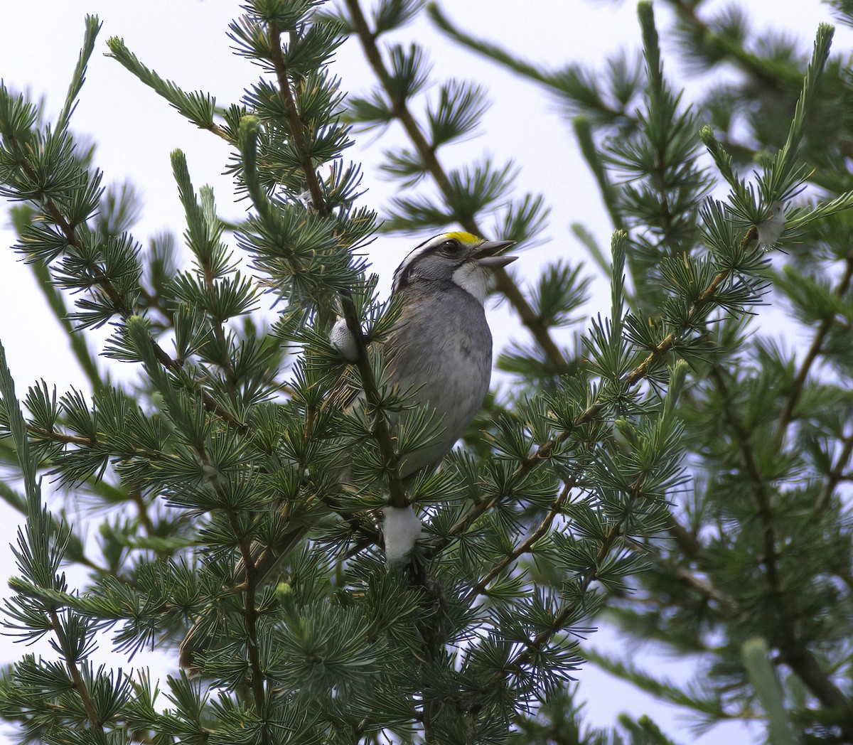 White-throated Sparrow - ML589311741