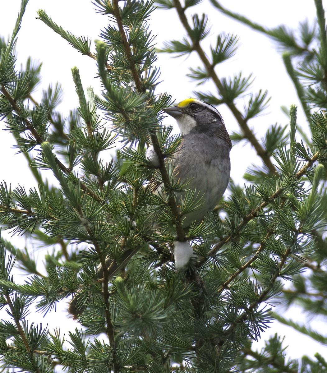 White-throated Sparrow - ML589311751