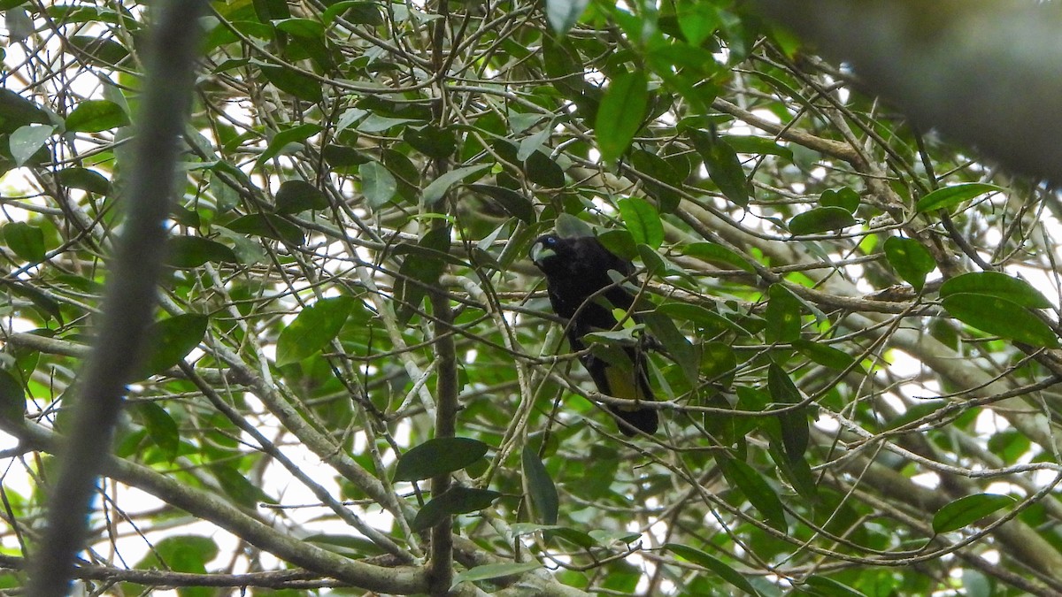 Band-tailed Cacique - ML589316961