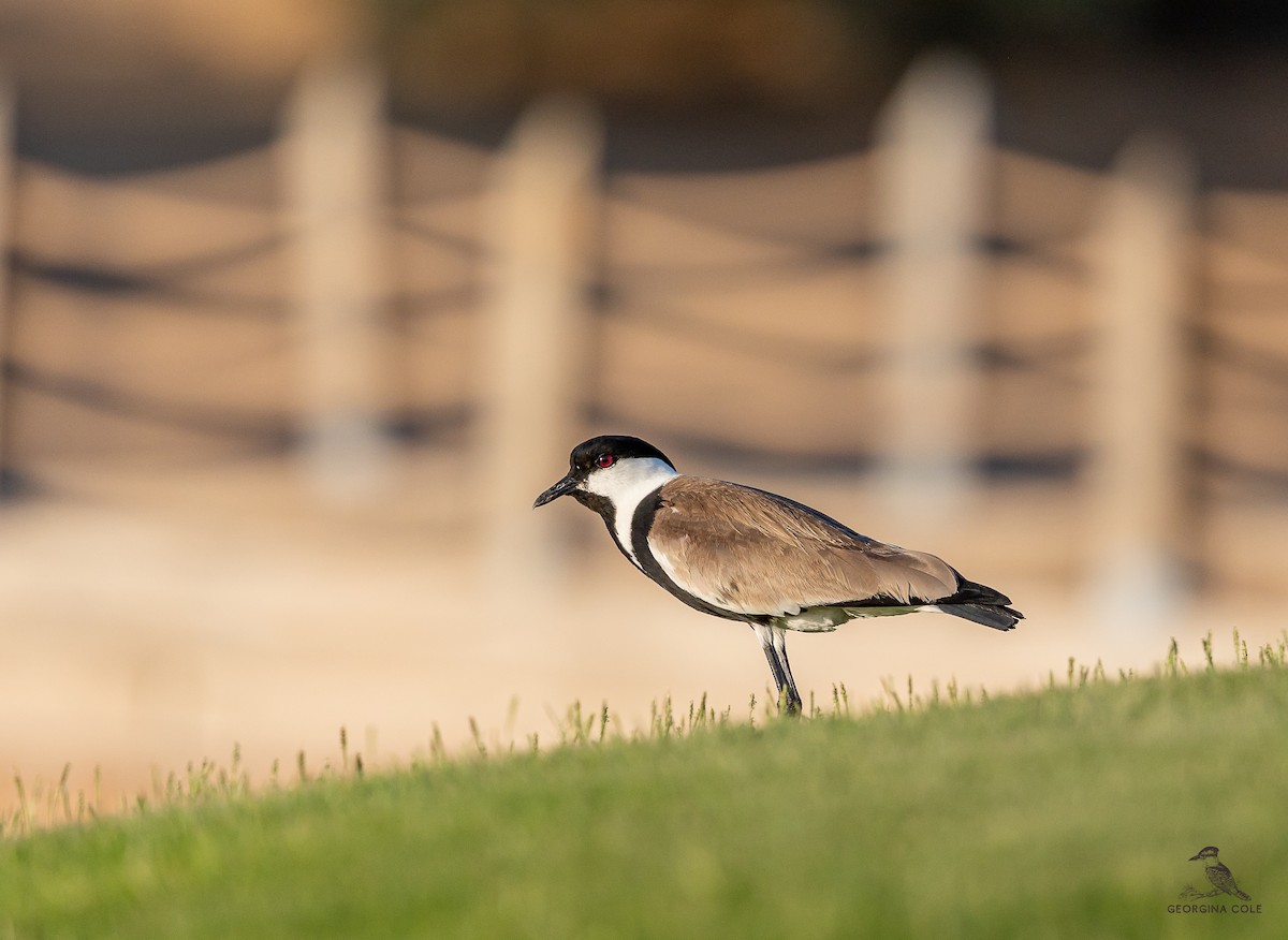 Spur-winged Lapwing - ML589321091