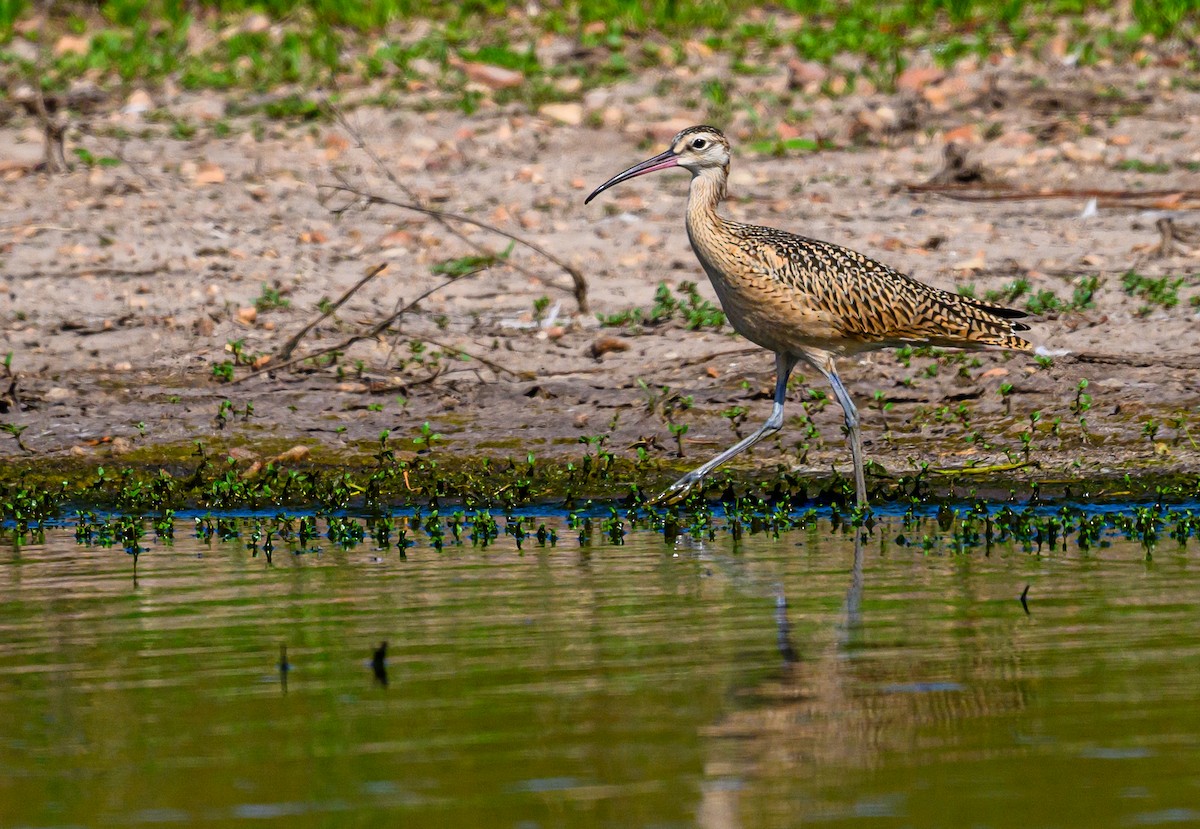 Long-billed Curlew - ML589322281