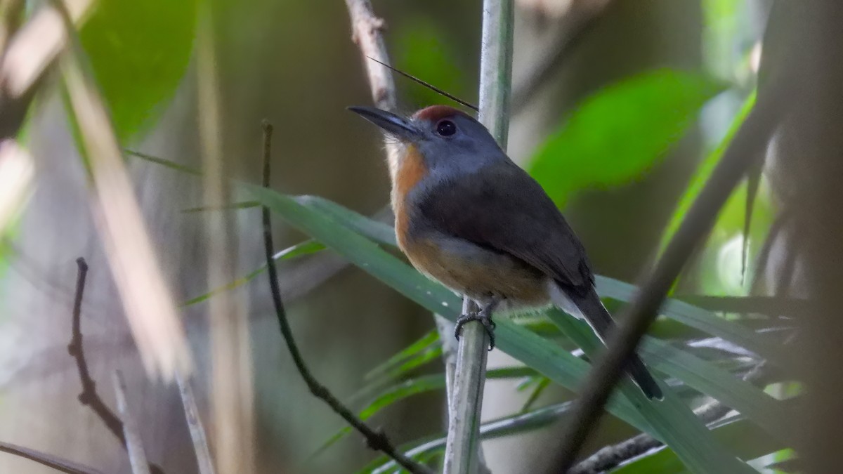 Rufous-capped Nunlet - ML589324681