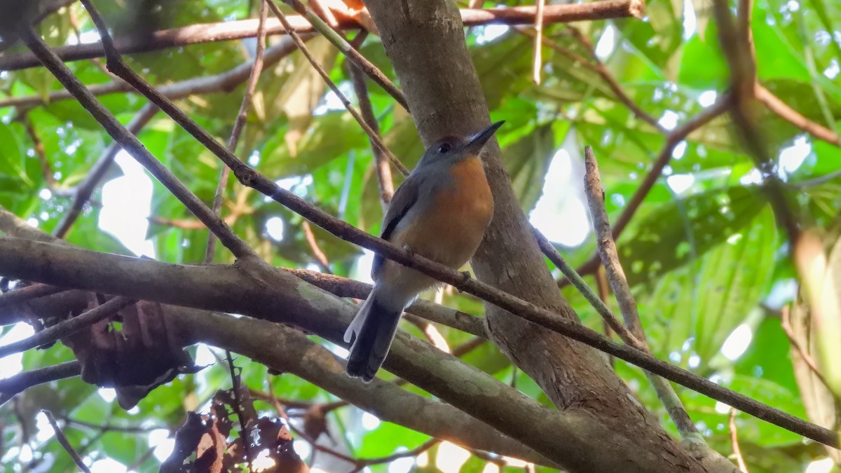 Rufous-capped Nunlet - ML589324731