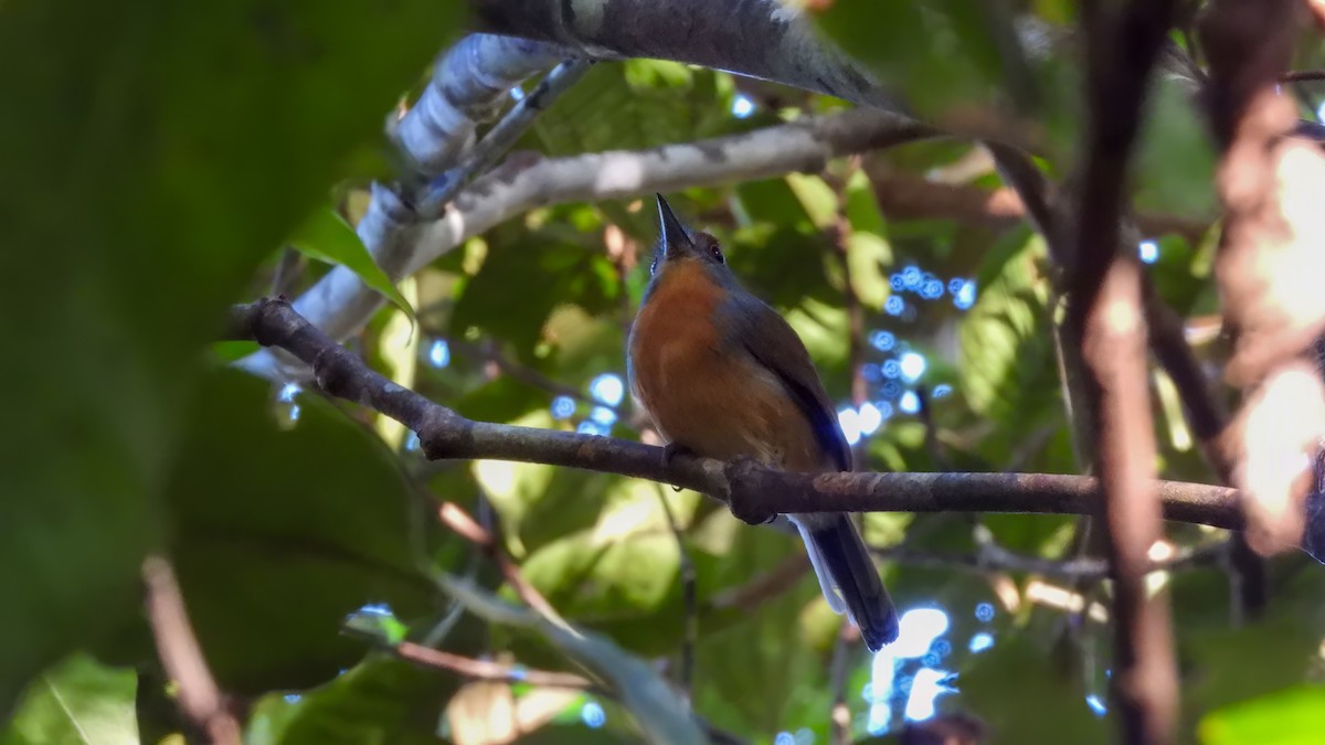 Rufous-capped Nunlet - ML589324751
