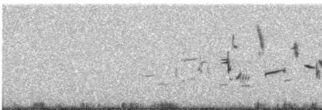 Plectrophane lapon - ML589325711