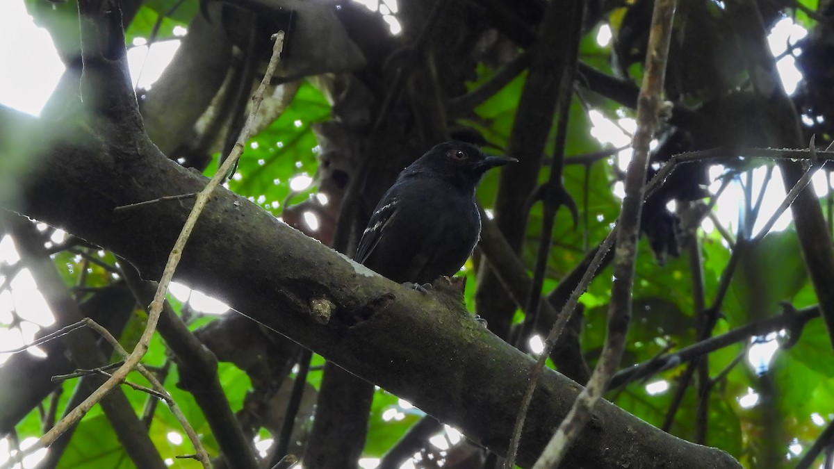 Black-tailed Antbird - ML589325731
