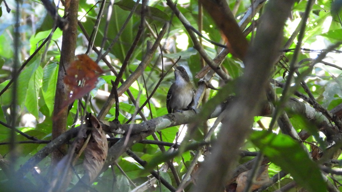 Black-tailed Antbird - ML589325741