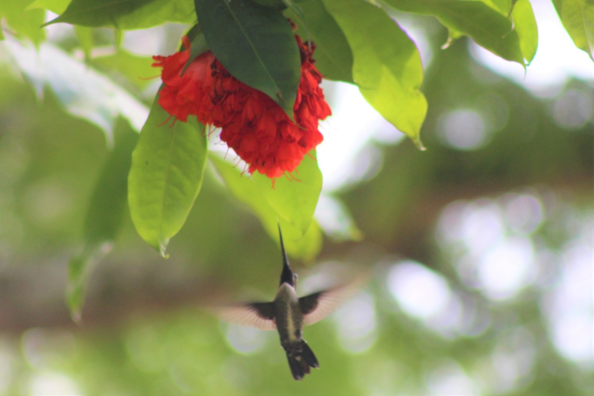 kolibřík hvězdohrdlý - ML589328281