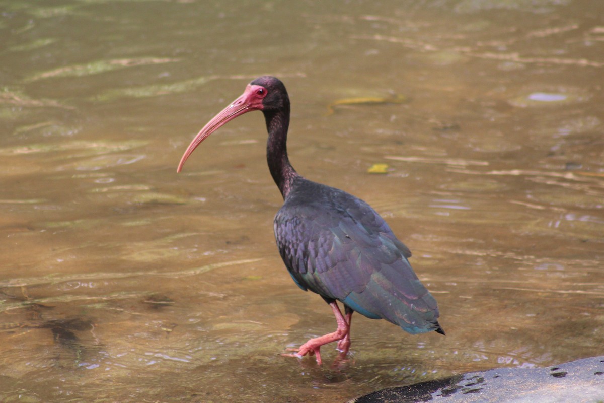 ibis tmavý - ML589328421
