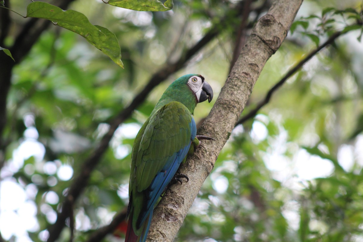 Chestnut-fronted Macaw - ML589328611