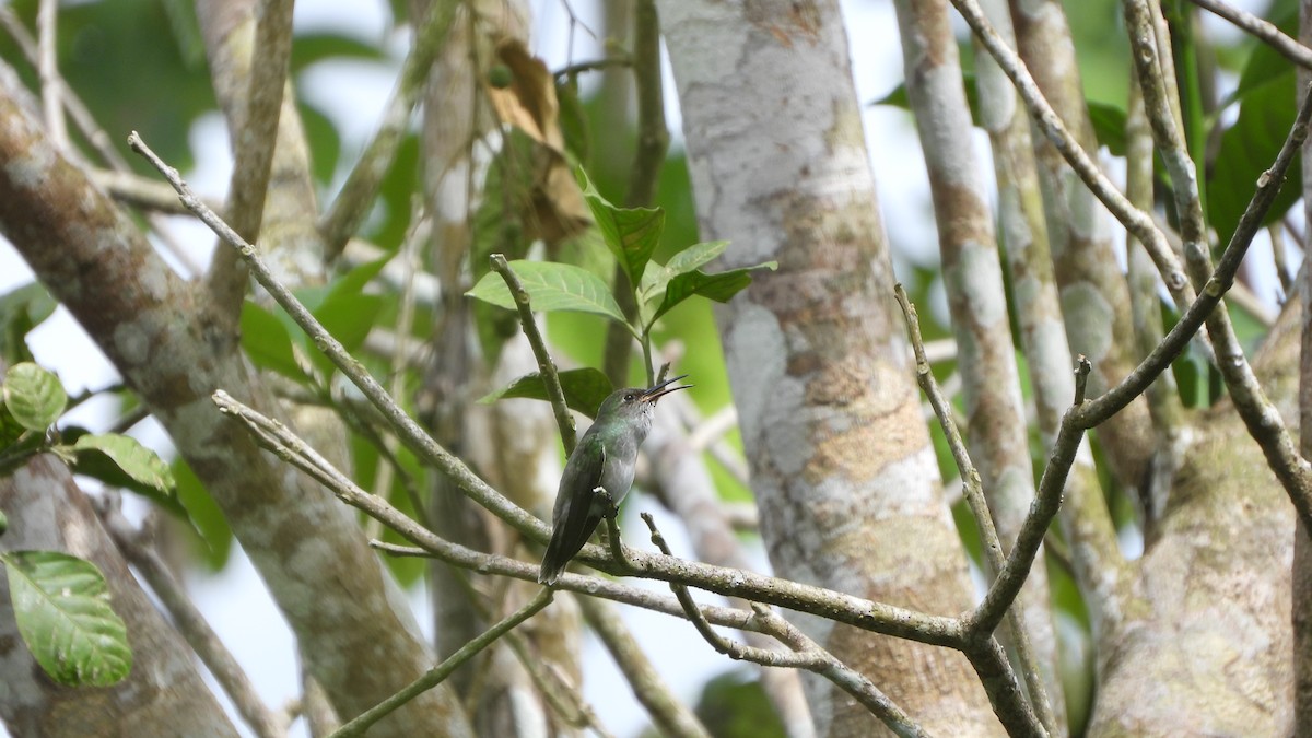 Olive-spotted Hummingbird - ML589329061