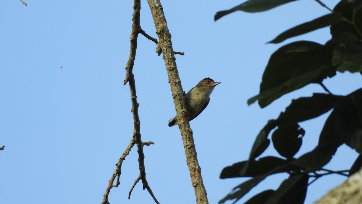 Plain-breasted Piculet - ML589329951