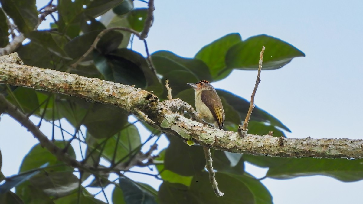Plain-breasted Piculet - ML589329961