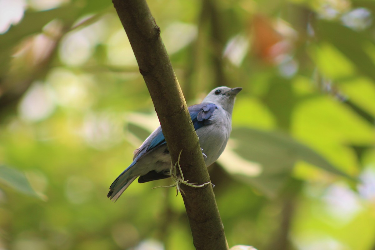 Blue-gray Tanager - ML589330761