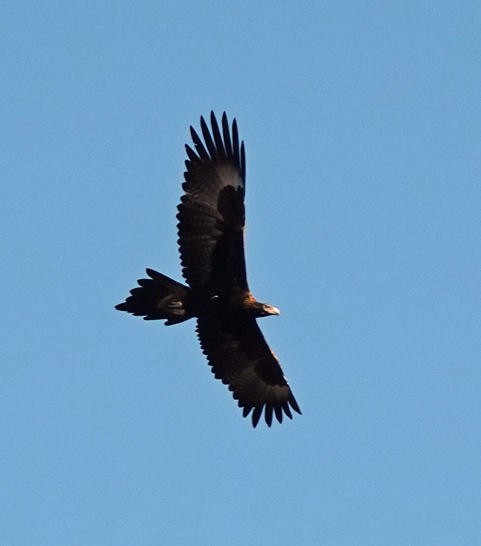 Wedge-tailed Eagle - ML589332521