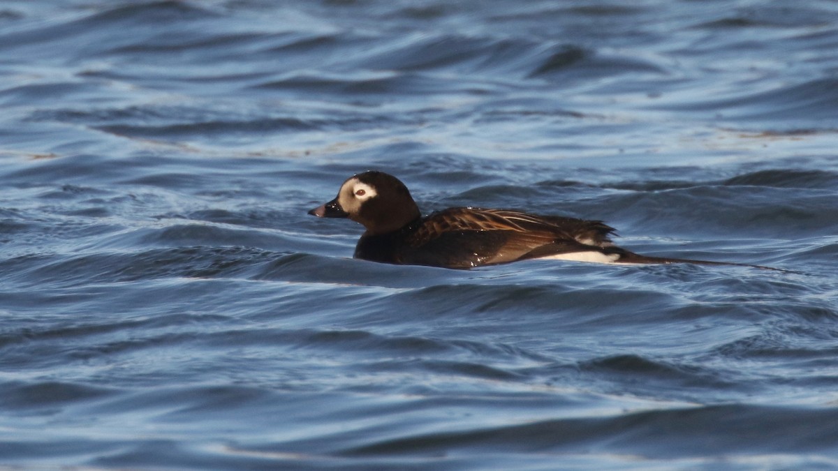 Long-tailed Duck - ML589334431